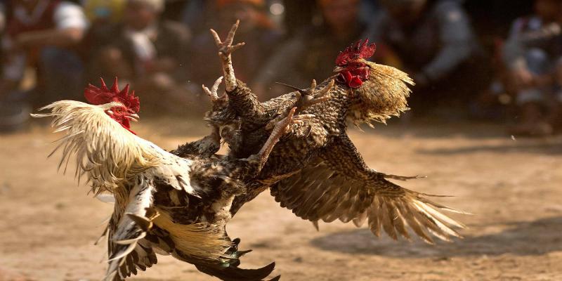 Các trận đấu đá gà C1 chiến kê diễn ra liên tục, bạn thỏa thích chơi