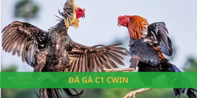 đá gà C1