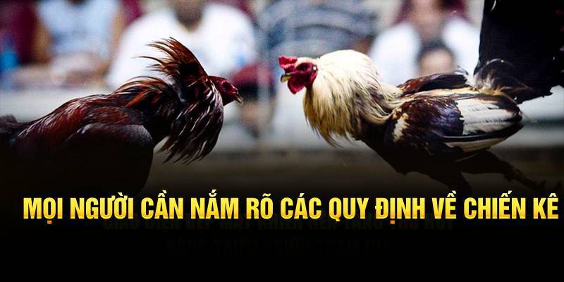 Quy định trong chọi gà cựa dao rất nghiêm ngặt