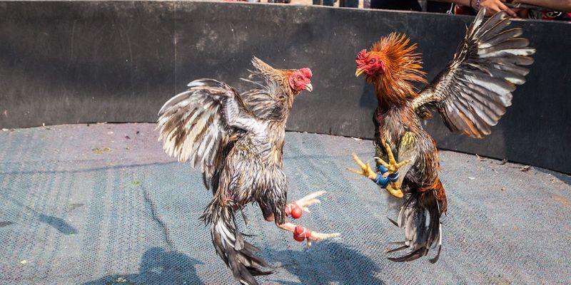 Nhận thưởng nhanh chóng là điểm mạnh tại đá gà cựa dao