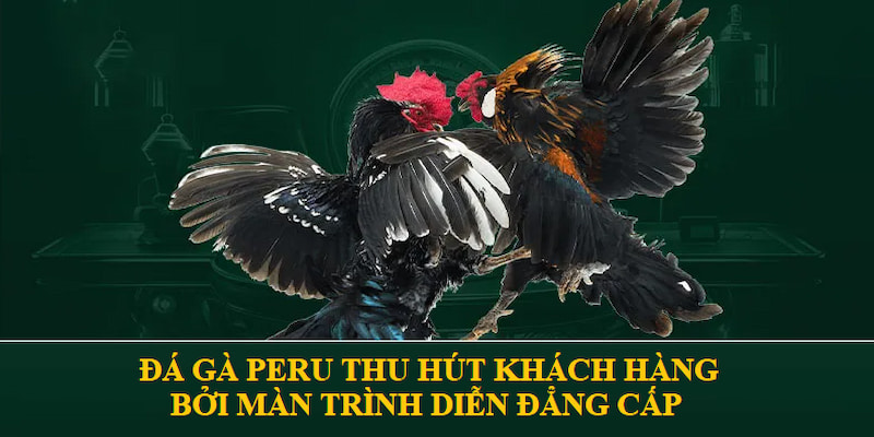 Đá gà Peru thu hút người chơi bởi màn trình diễn đẳng cấp
