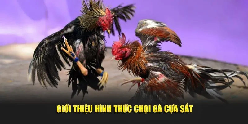 Đôi điều về đá gà cựa sắt cực cuốn