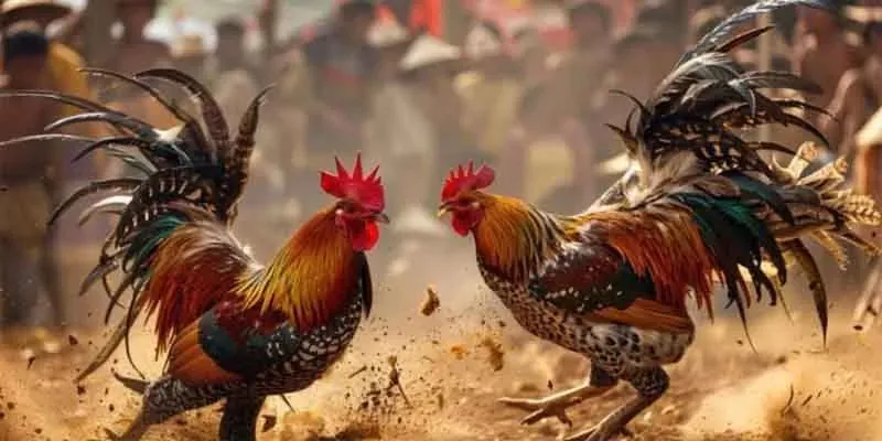Bí kíp chinh phục chọi gà cựa dao đỉnh cao từ bậc thầy